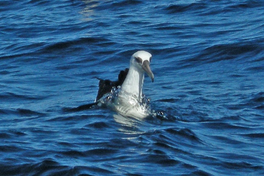Laysan Albatross - William Keim