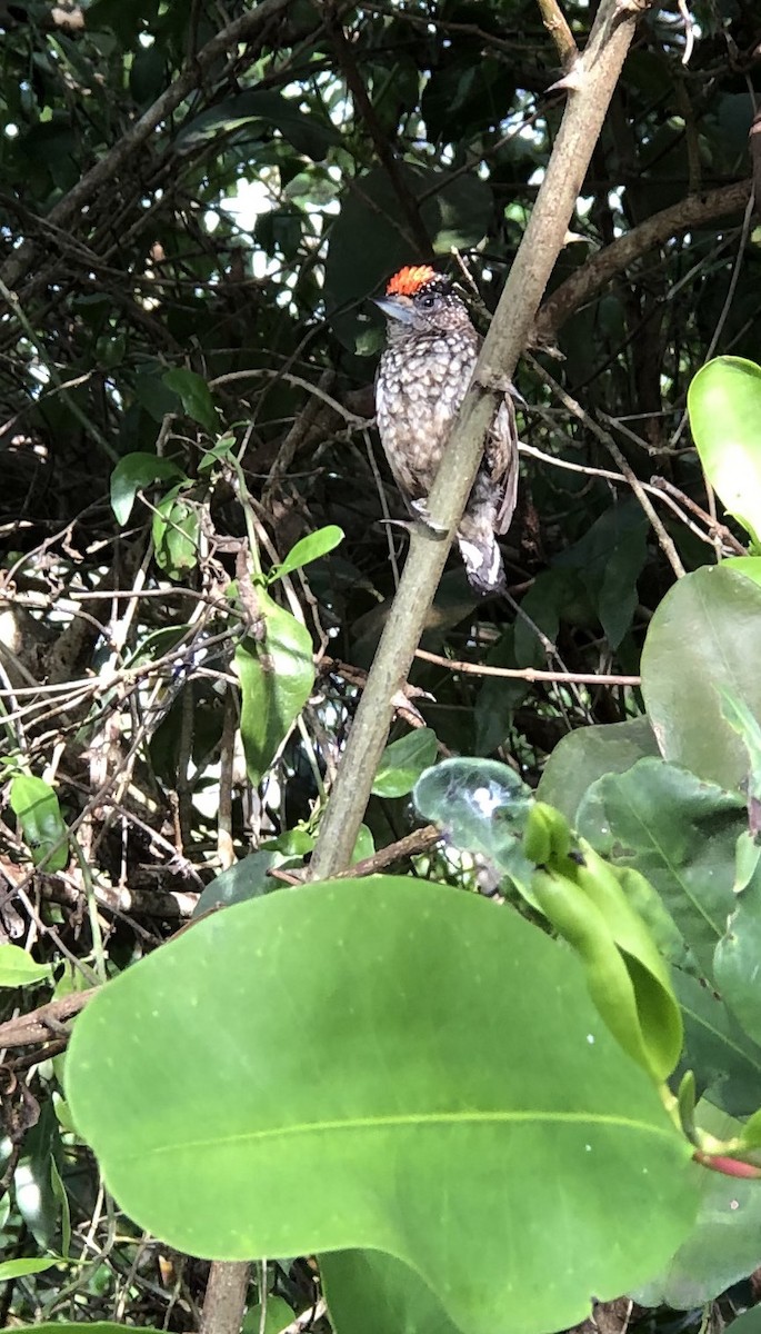 Arrowhead Piculet - David Stejskal