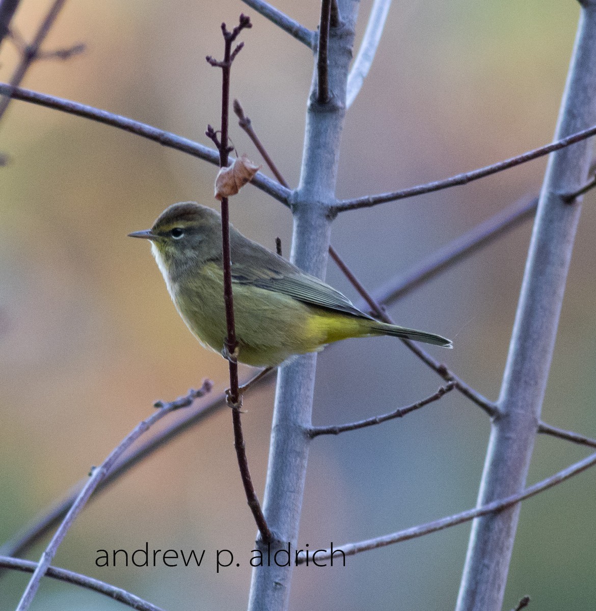 Palm Warbler - ML20387861