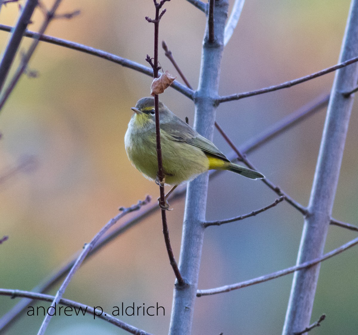 Palm Warbler - ML20387871