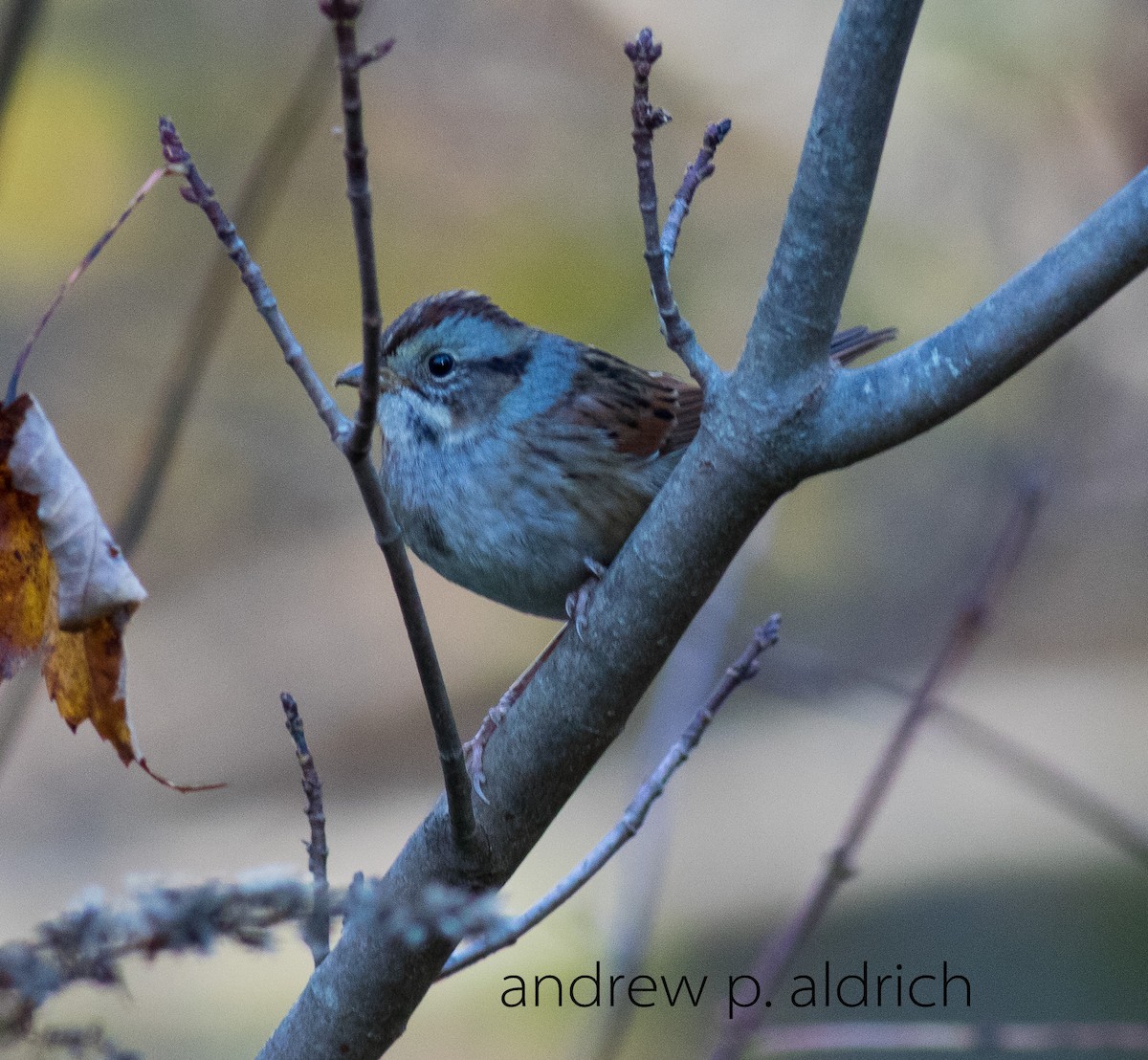 Swamp Sparrow - ML20387881