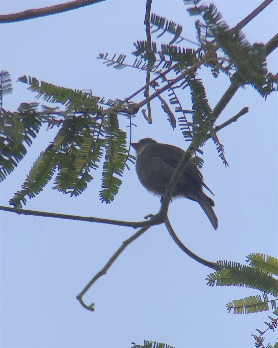 White-throated Pewee - ML203878861