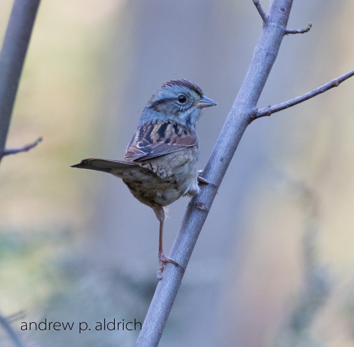 Swamp Sparrow - andrew aldrich