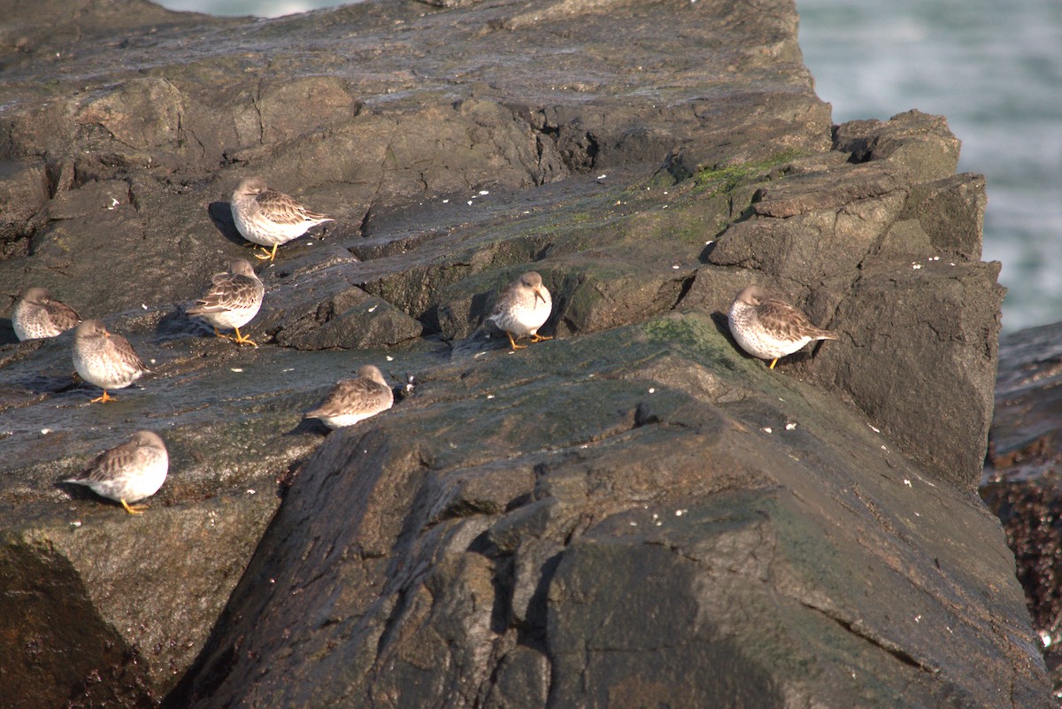 Purple Sandpiper - ML203880251