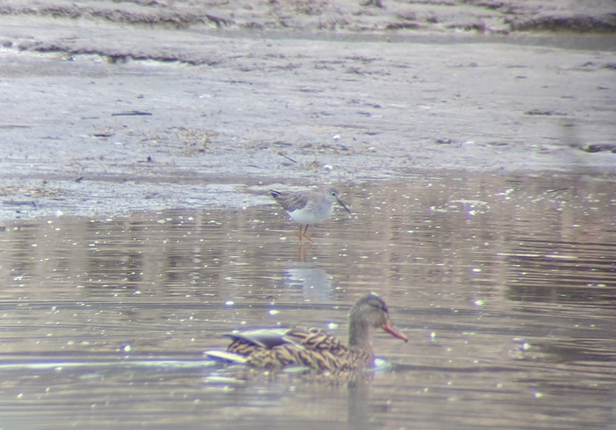 Lesser Yellowlegs - ML203881301