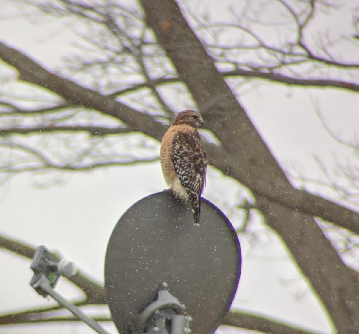 Red-shouldered Hawk - ML203881321