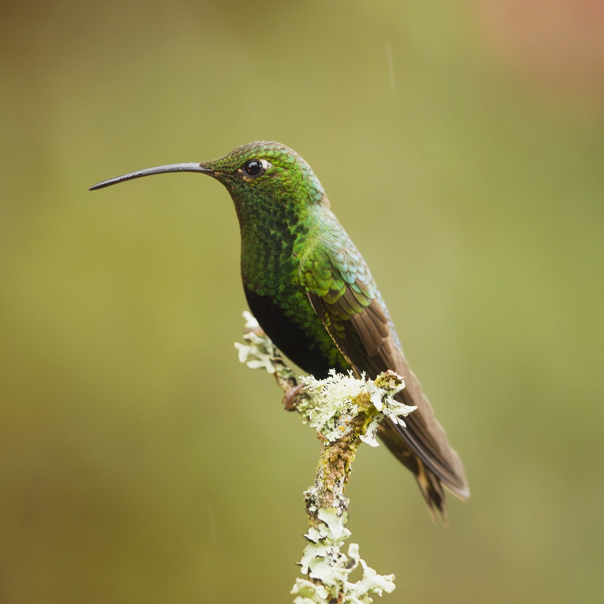 Colibri de Lafresnaye - ML20388161