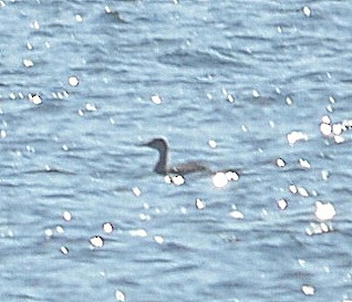 Red-necked Grebe - ML203882101