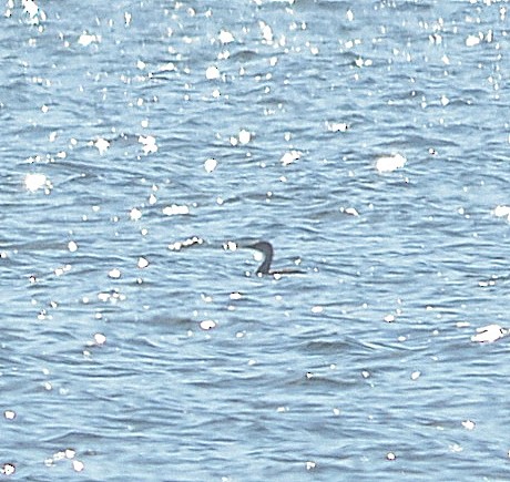 Red-necked Grebe - ML203882131