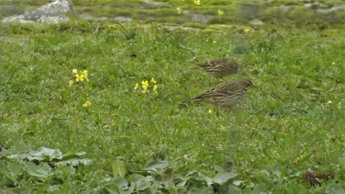 Meadow Pipit - ML203882151