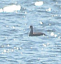 Red-necked Grebe - ML203882181