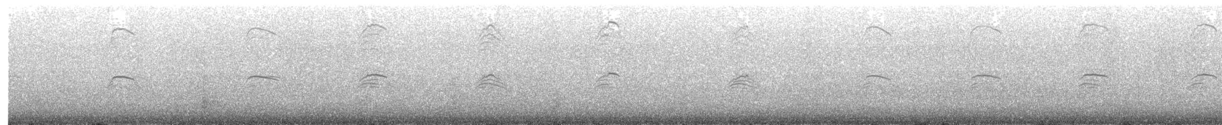 Mouette argentée (novaehollandiae/forsteri) - ML203884021