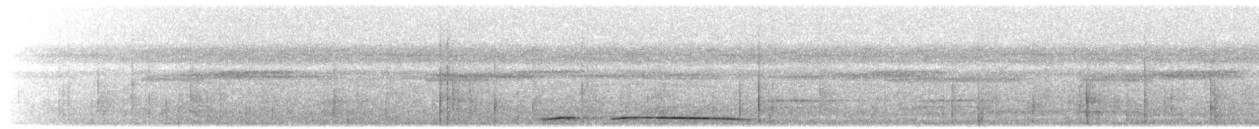 Weißbrustpitta (maxima) - ML203906921