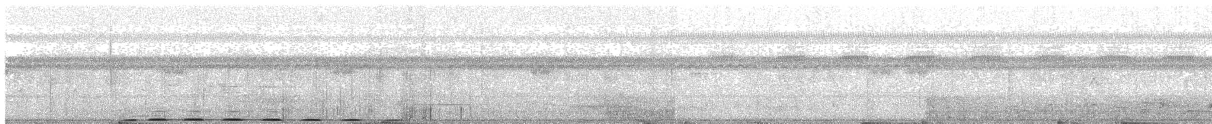 Coucal à ventre blanc - ML203911971