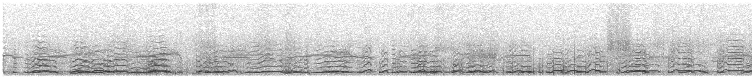 Cygne siffleur (bewickii) - ML203914121