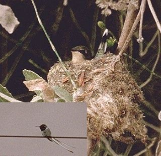 Colibrí Cora - ML20391421