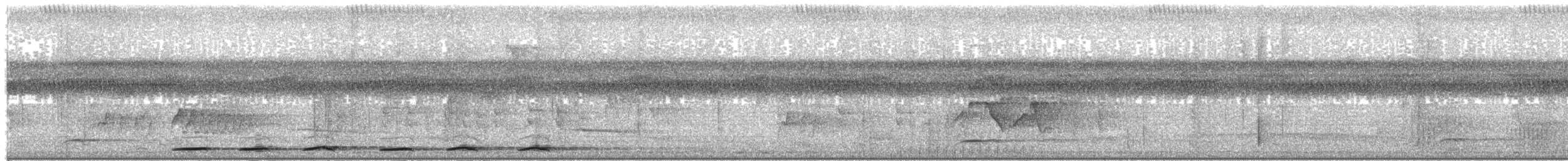 Grallaire tachetée (macularius) - ML203918981