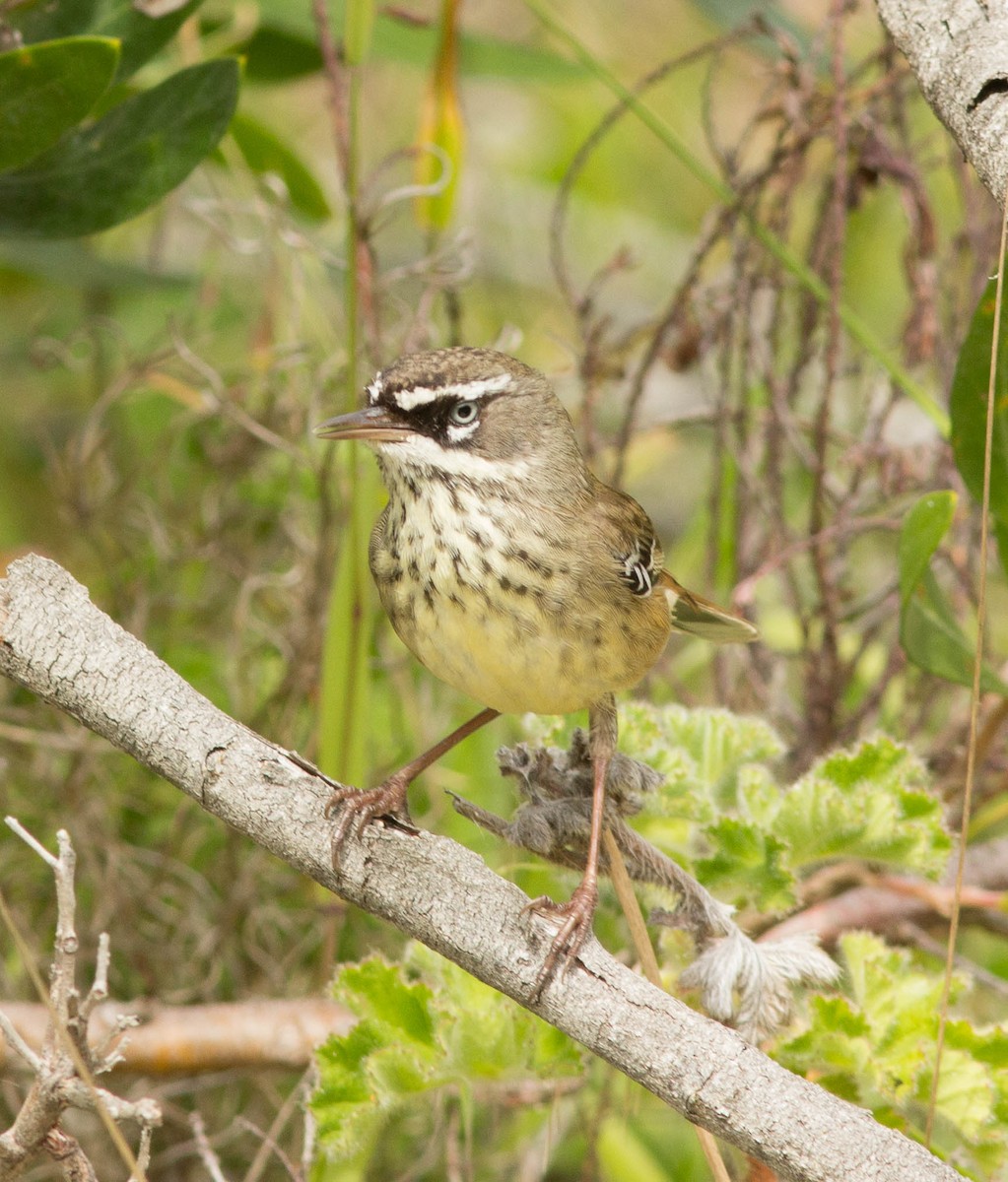 Spotted Scrubwren - ML20392231