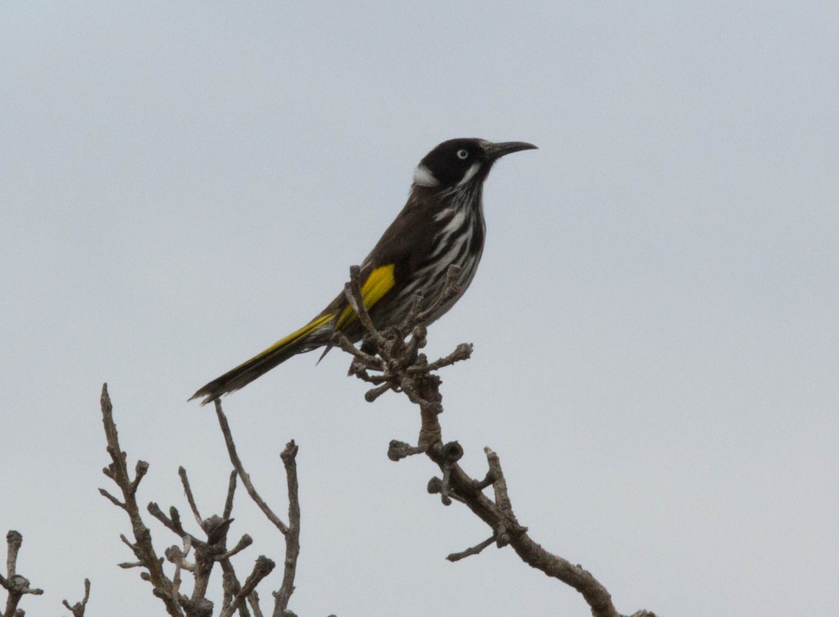 New Holland Honeyeater - ML20392241