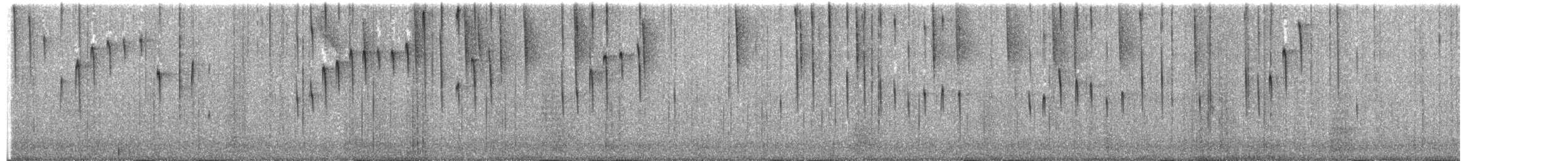 hvitbrystinka (torquata gr.) - ML203929941