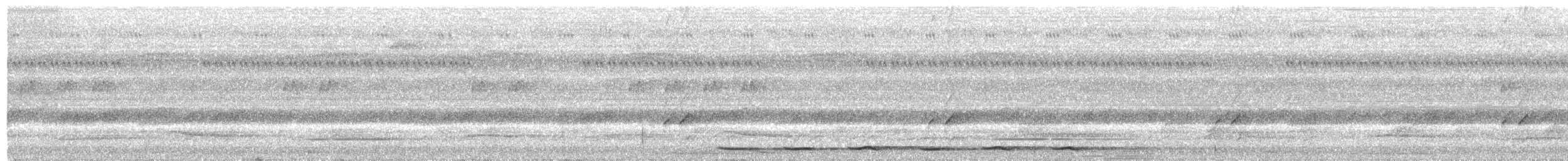 Grallaire tachetée (macularius) - ML203930901
