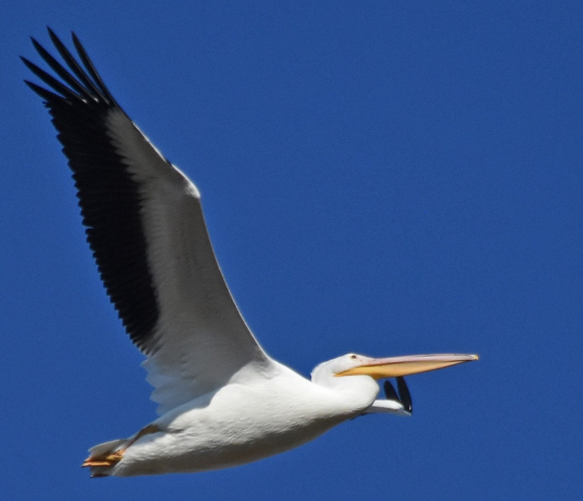 American White Pelican - ML20394371