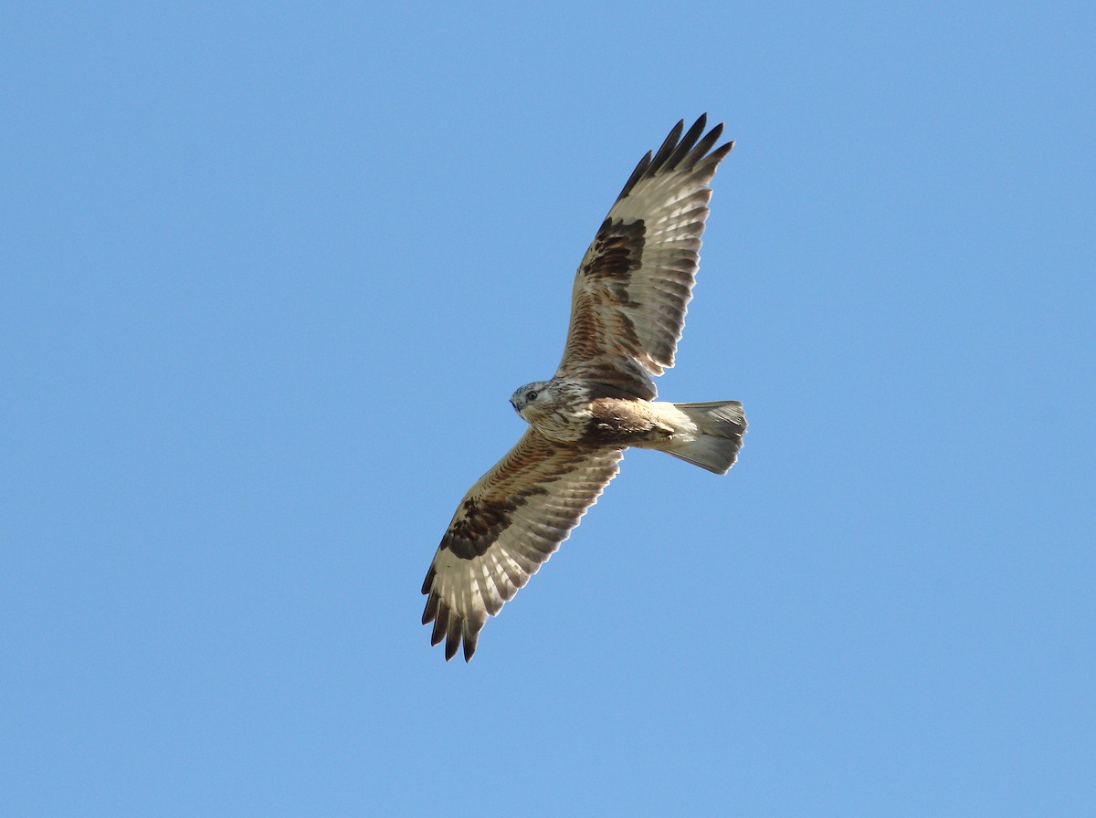 Rough-legged Hawk - ML20394541