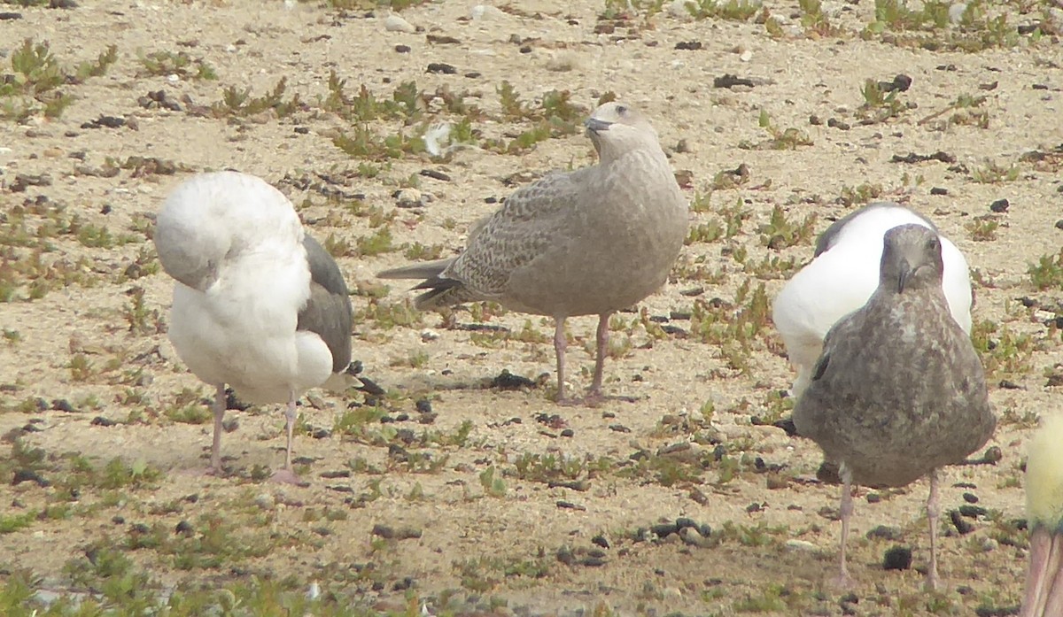 Iceland Gull (Thayer's) - ML20397191