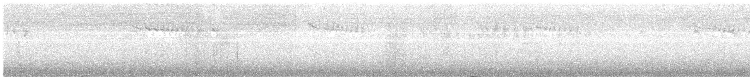 Weißbauch-Staffelschwanz - ML203975951