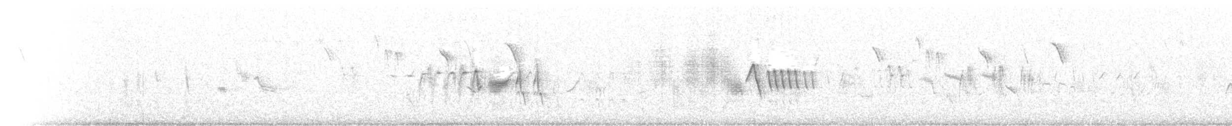 Buztangorri iluna (gibraltariensis/aterrimus) - ML203979801