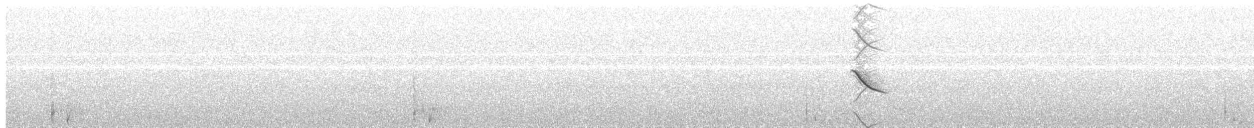 Musk Duck - ML203980001