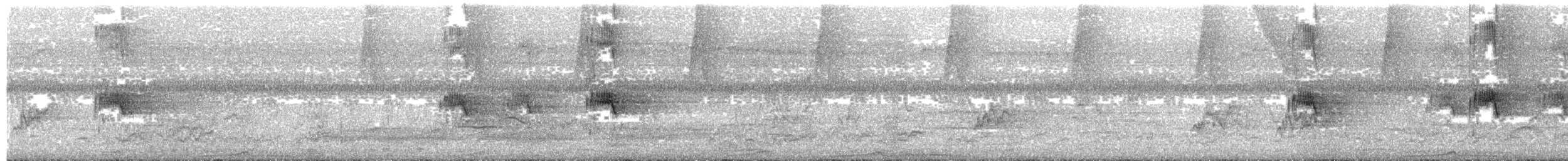 špaček bělokrký (ssp. torquata) - ML203990141