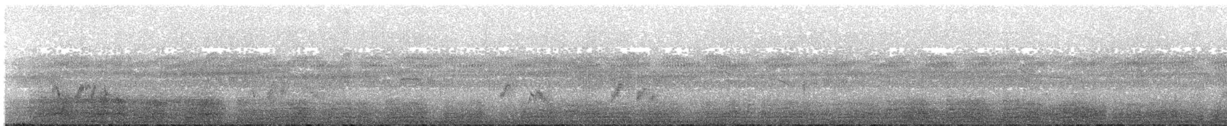 Black-tailed Crake - ML203995981