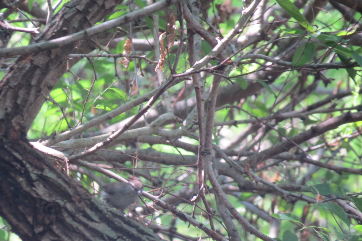 Bewick's Wren - ML20400161