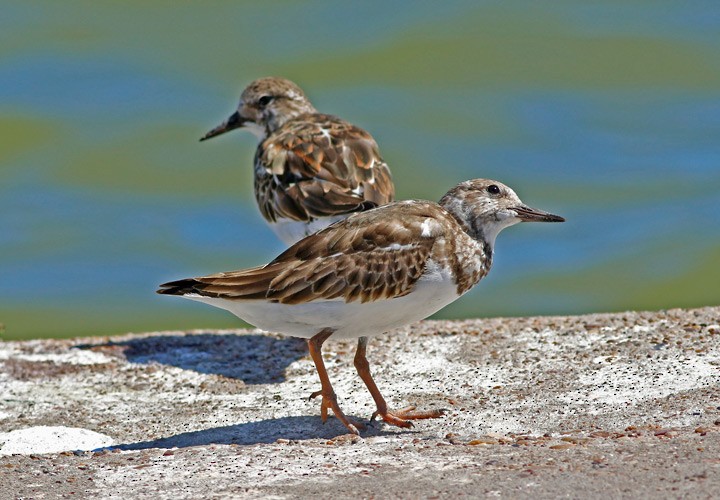 Ruddy Turnstone - Kris Petersen