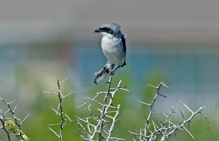 Loggerhead Shrike - ML20400231