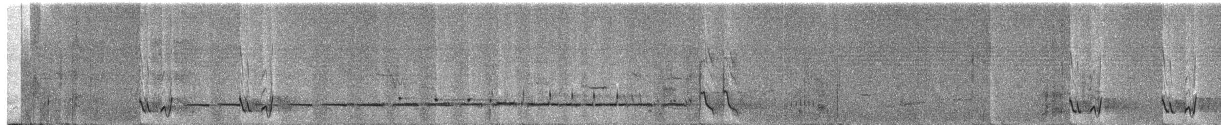 Méliphage leucotique - ML204002771