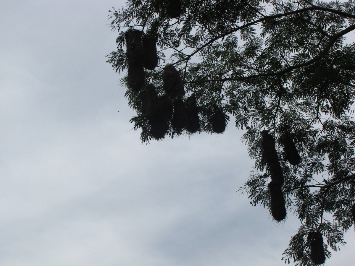 Yellow-rumped Cacique - ML20400351
