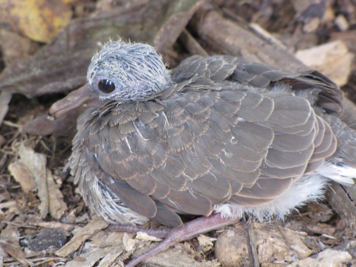 White-tipped Dove - ML20400391