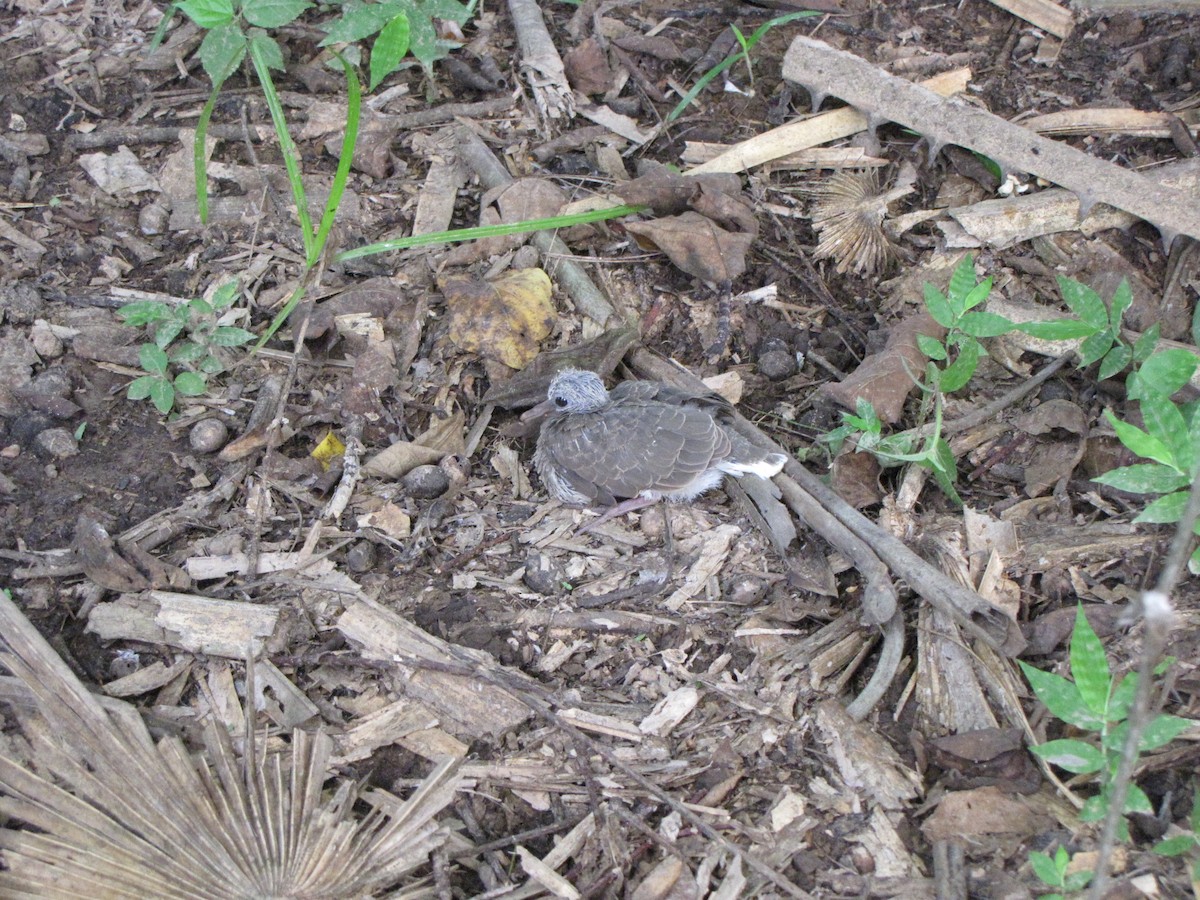 White-tipped Dove - ML20400401