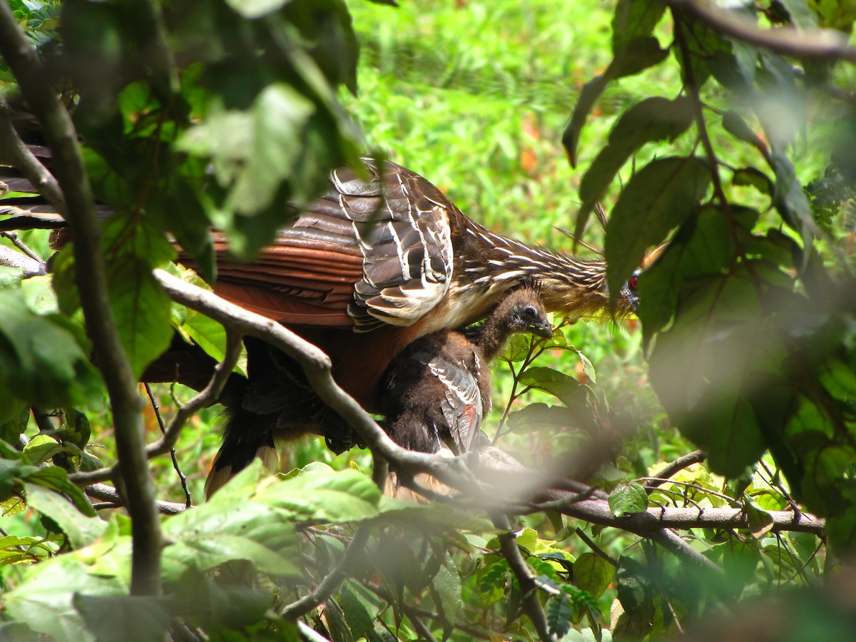 Hoatzin - ML20400561