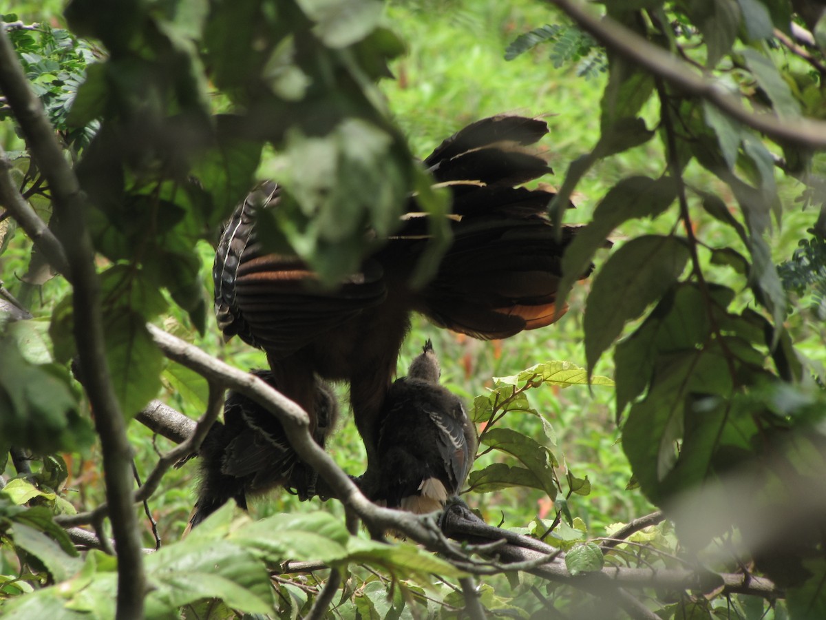 Hoatzin - ML20400571