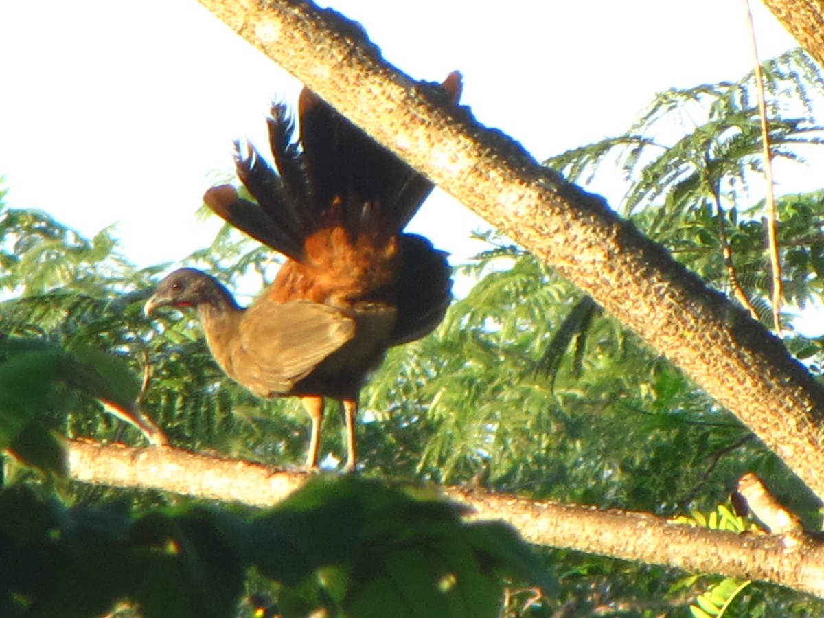 Rufous-vented Chachalaca - ML20400741