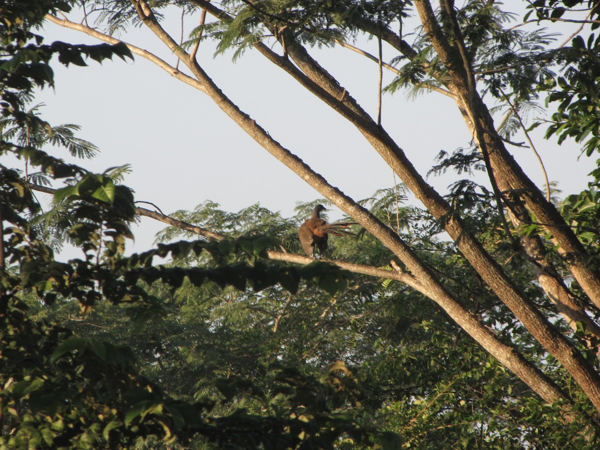 Rufous-vented Chachalaca - ML20400751
