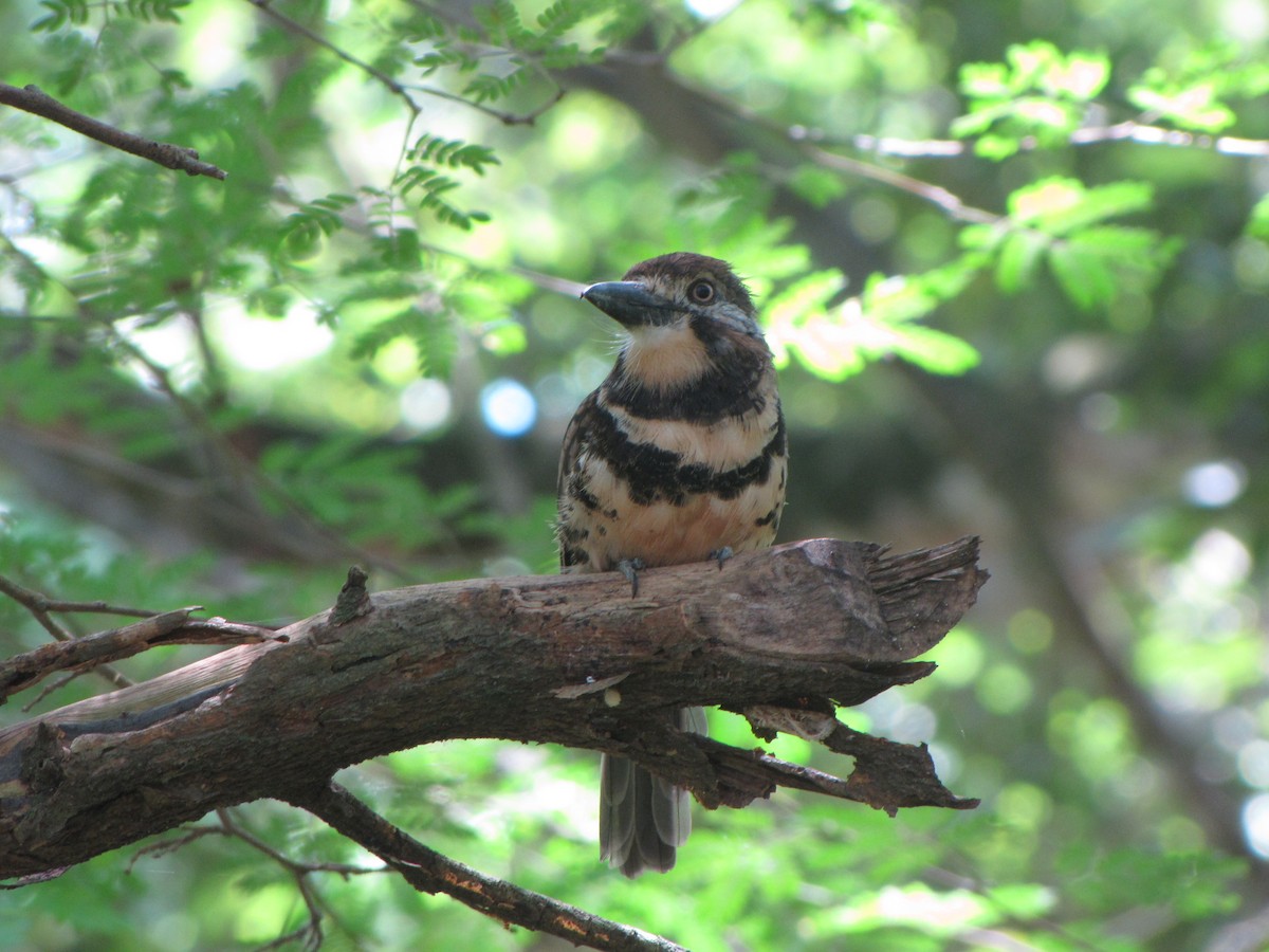 Two-banded Puffbird - ML20401091