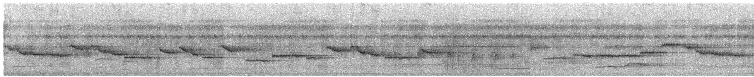 Rhipidure à ventre chamois (groupe setosa) - ML204010931