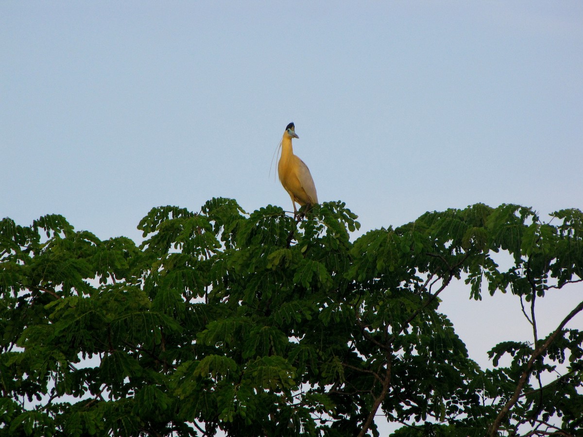 Capped Heron - ML20401621