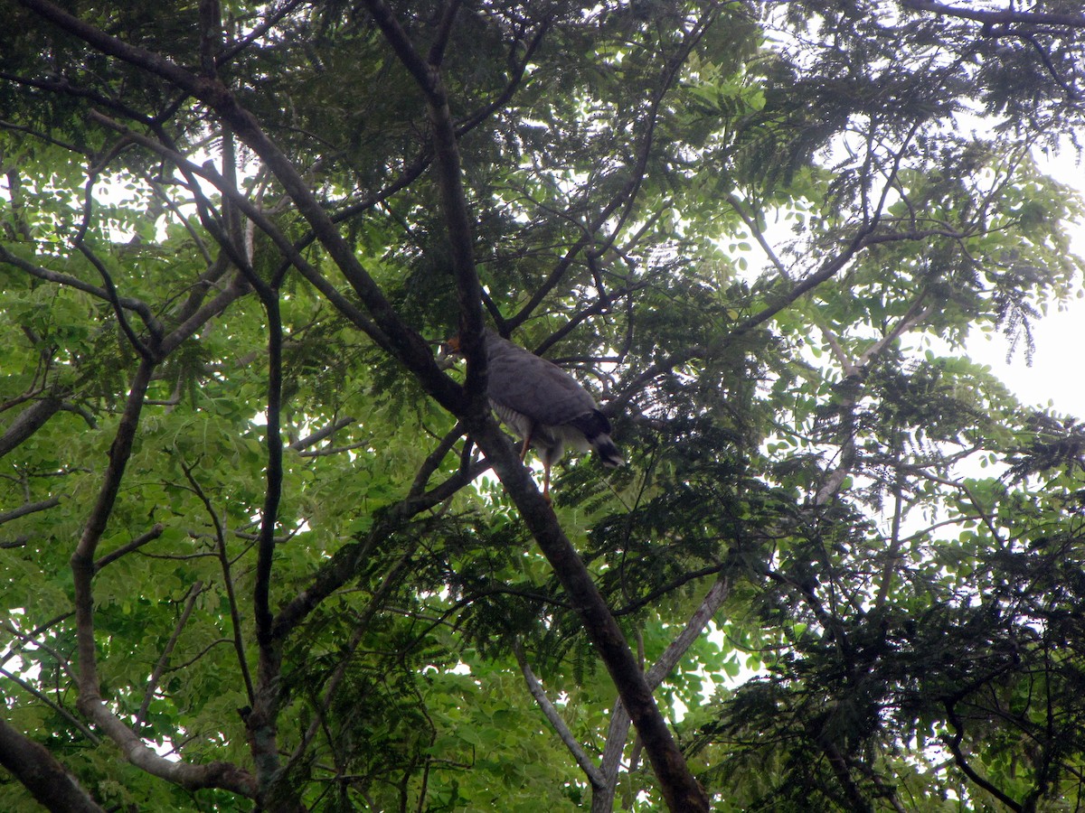 Gray-lined Hawk - ML20401701