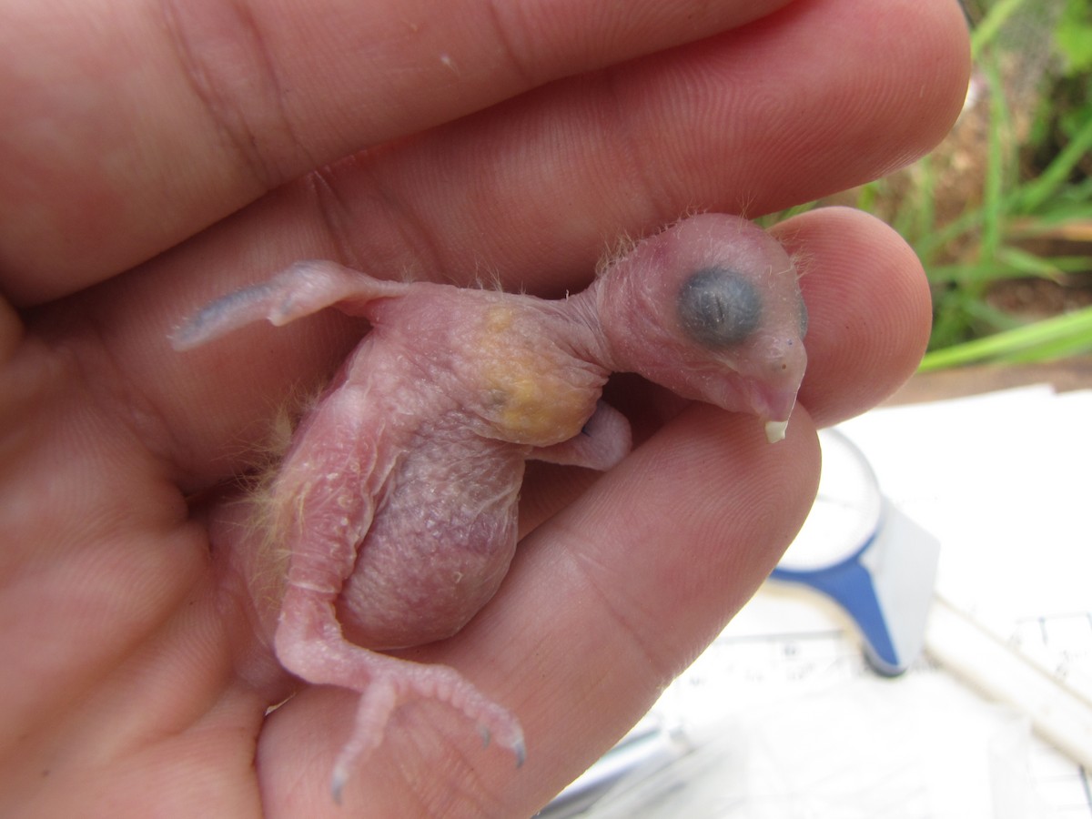 Green-rumped Parrotlet - ML20401731