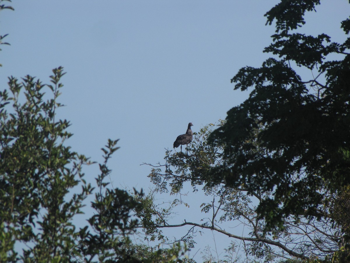 Horned Screamer - ML20402021